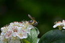 Auf zur nächsten Blüte!