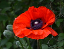 Mohn-Blüte!