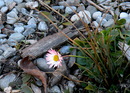 Einsames Gänseblümchen!