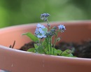 Frühling