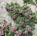 Strand-Michkraut (Glaux maritima) ---1---