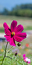 Wildblume