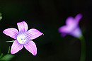 kleines Glockenblümchen