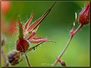Wildblume