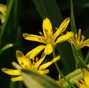 Unbekannte Frühlinsschönheit