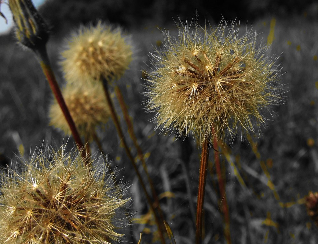 Pusteblume!!