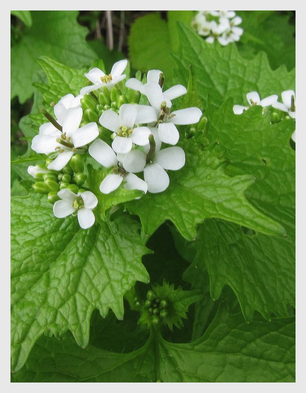 Blüte in Weiß