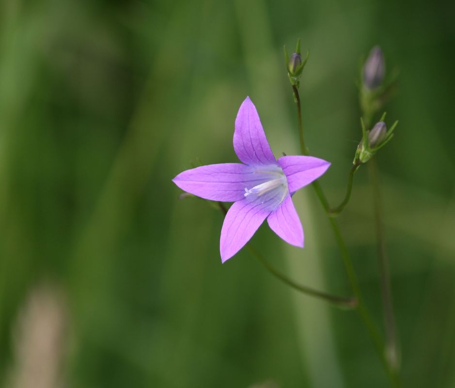 Ein schlichtes Wiesenblümchen.