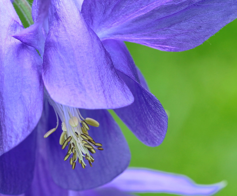 Blume1