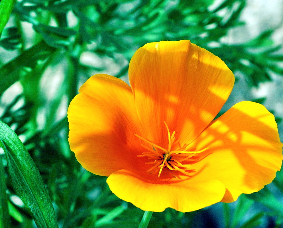 Blume 4