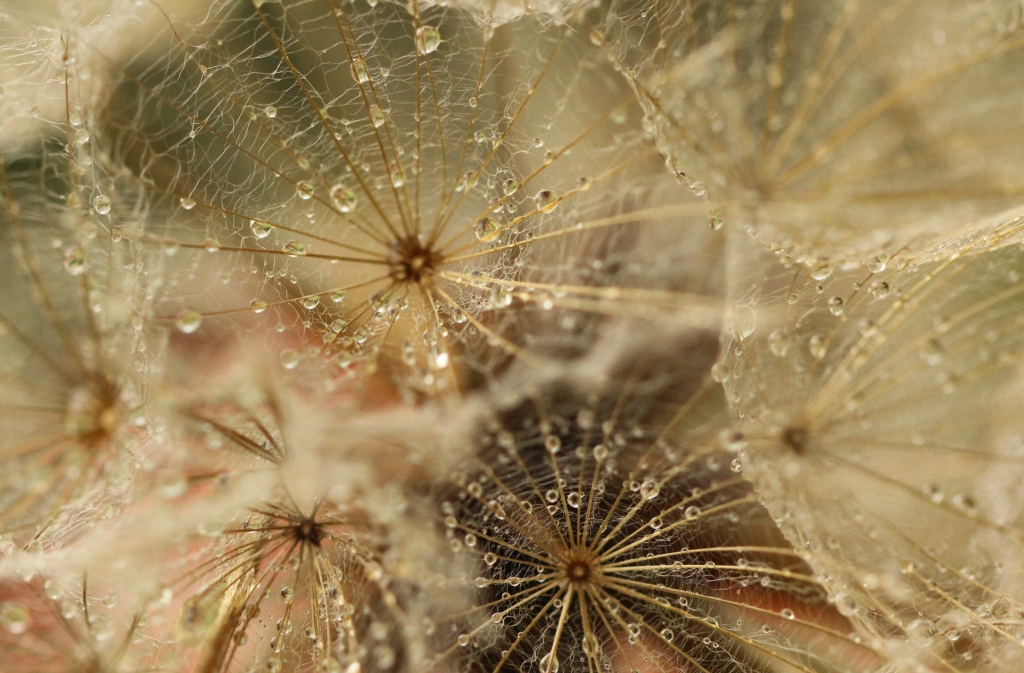 Regenschirmchen 1 ...