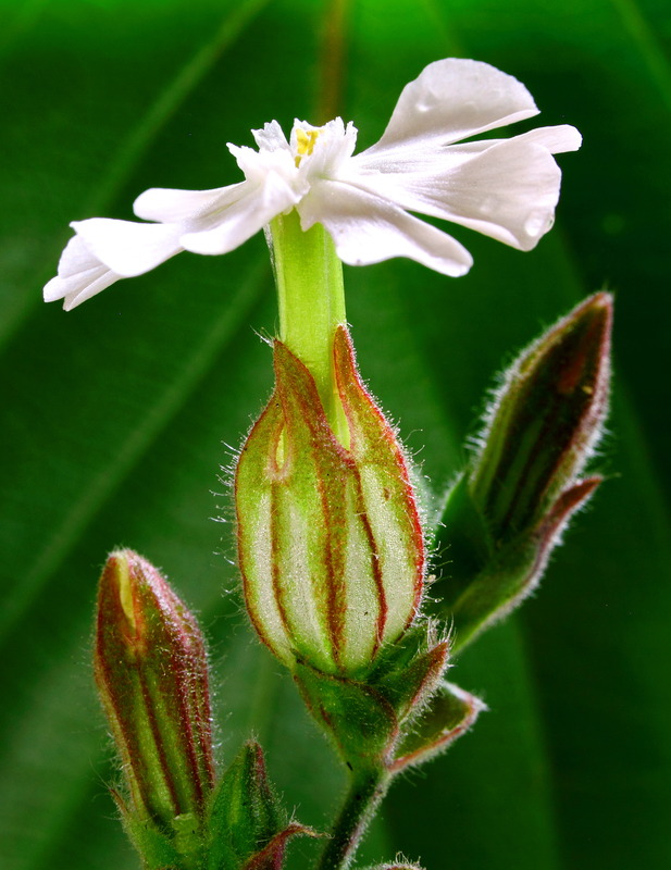 Blume5