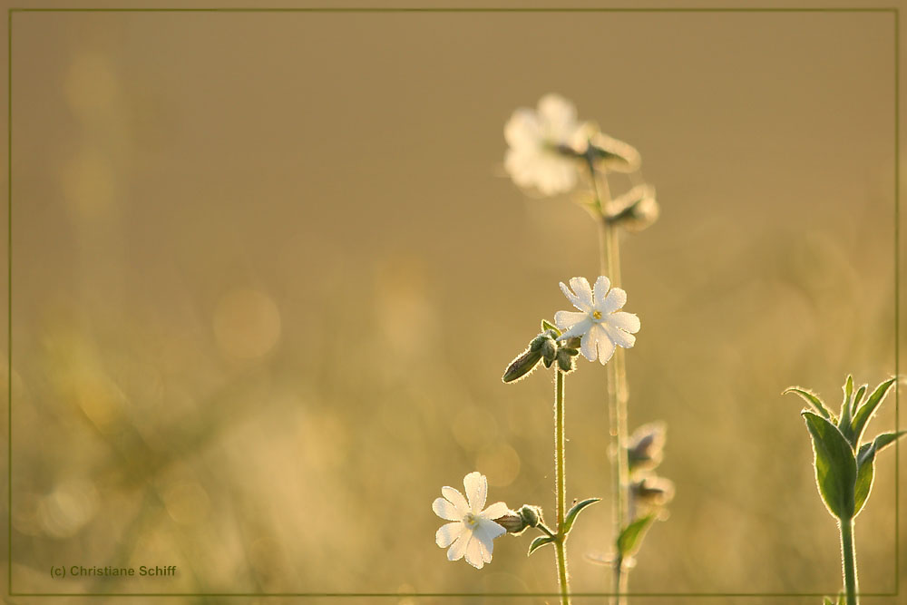 Früh am Morgen 6 ...