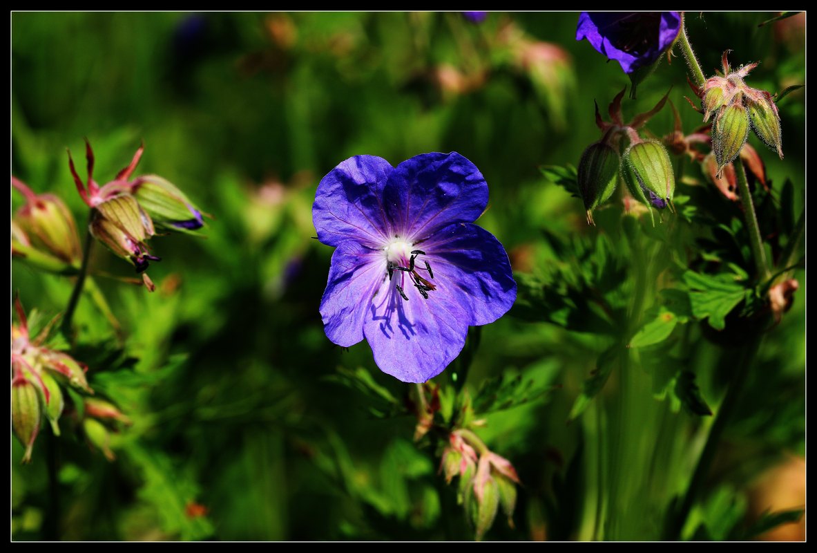 Wiesenstorchschnabel