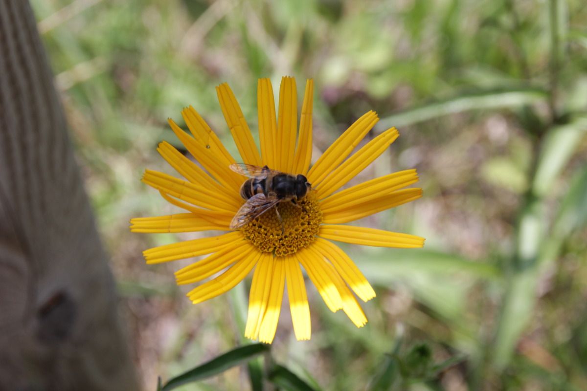 Gelbe Blüte mit Biene
