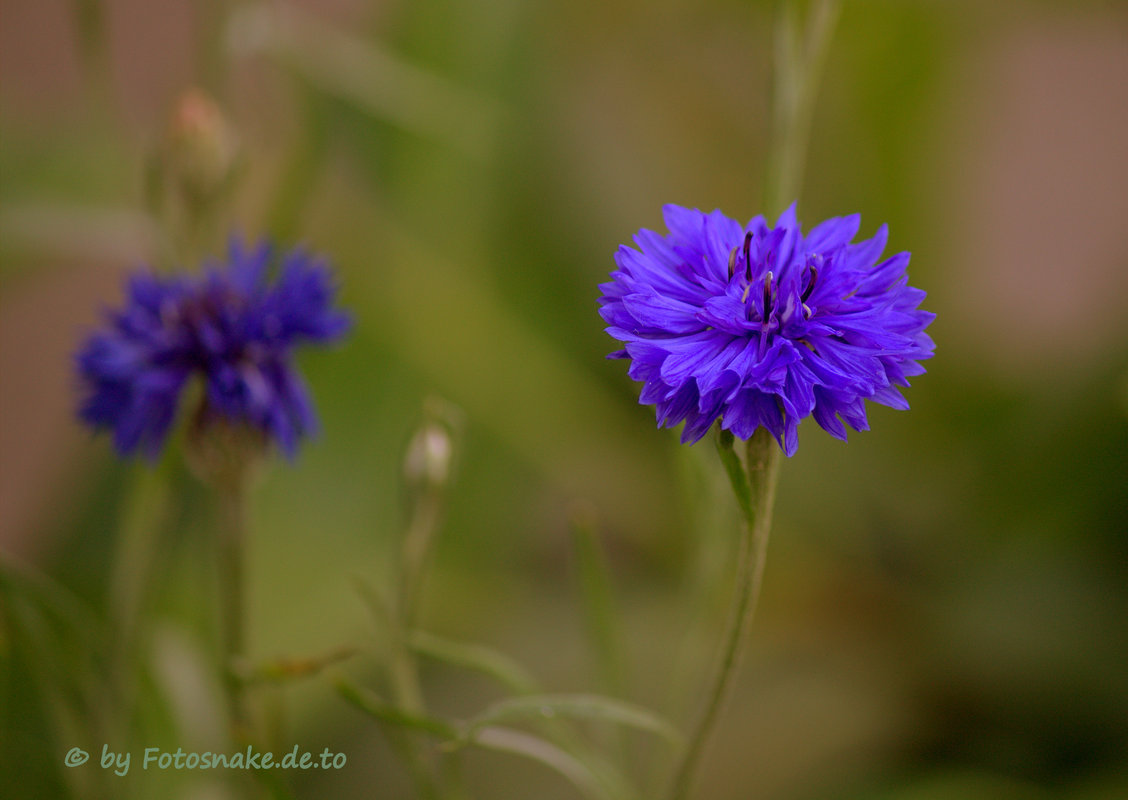 Wilde Farbenpracht