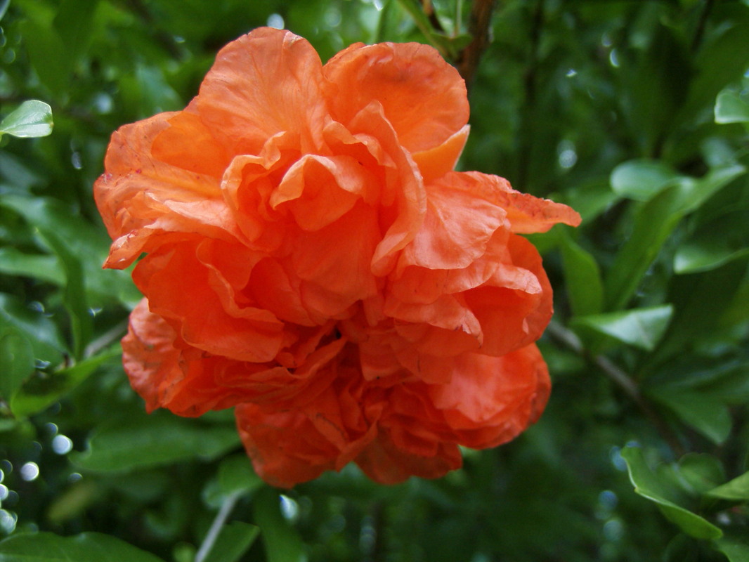 Blüte ..... UNBEKANNT .... aber soooo schön .. 