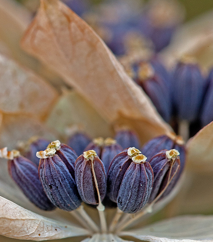 Blumensamen 1