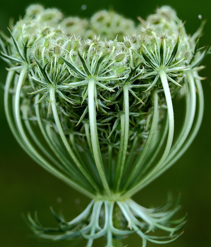 Blumenensamen 2