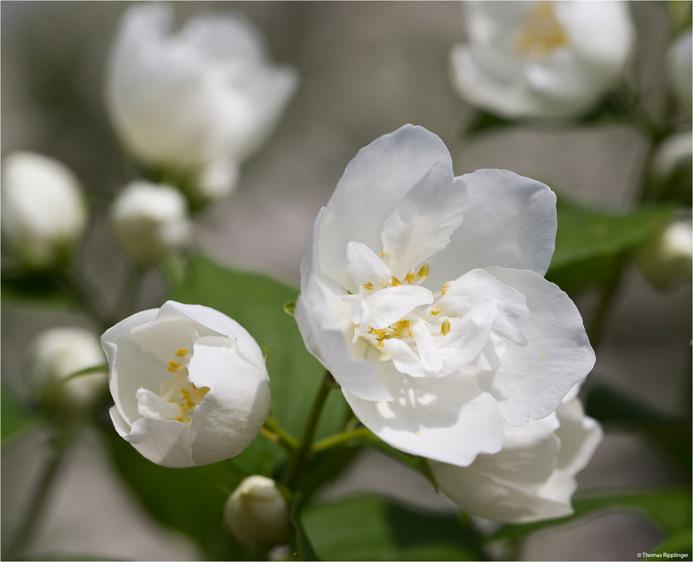 Pfeifensträuch (Philadelphus)