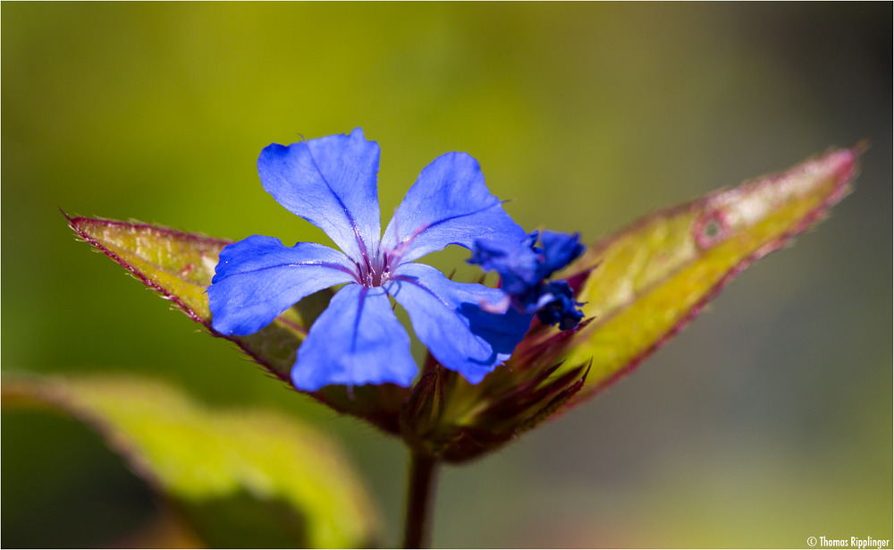 Chinesische Bleiwurz (Ceratostigma willmottianum)
