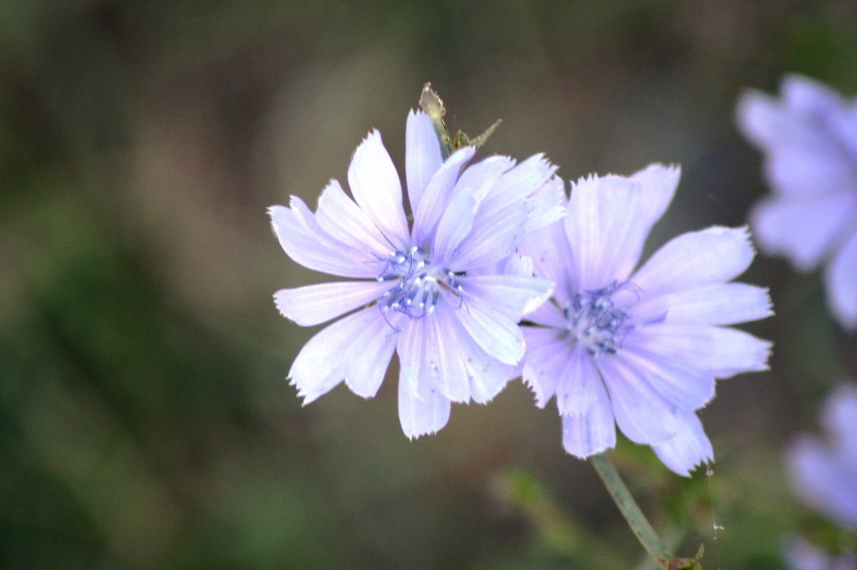 Unbekannte Blumen 