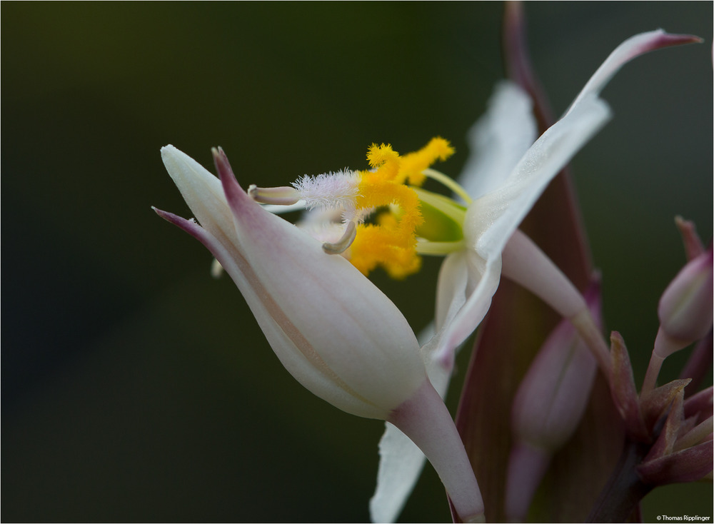 Funkien-Felsenlilie (Arthropodium cirrhatum) ....  