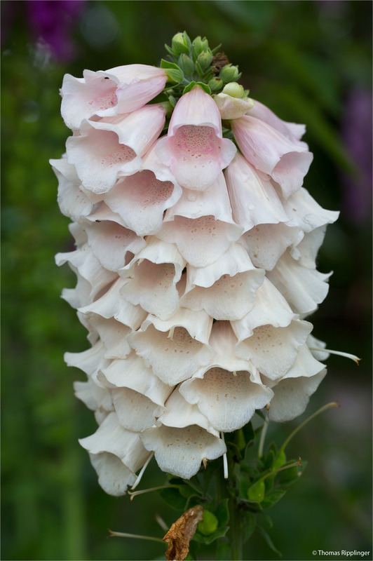 Lachsfarbener Fingerhut "Suttons Apricot" (Digitalis purpurea) .  