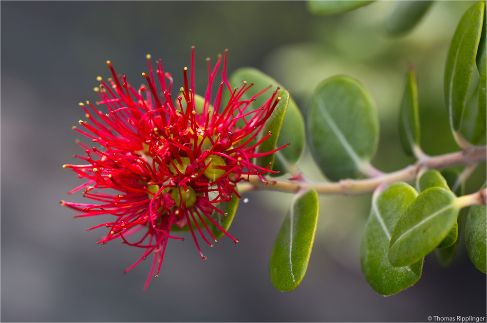 Eisenbaum (Metrosideros kermadecensis)  