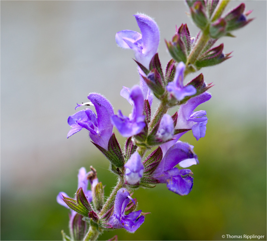 Marokkanischer - Salbei (Salvia taraxacifolia).  
