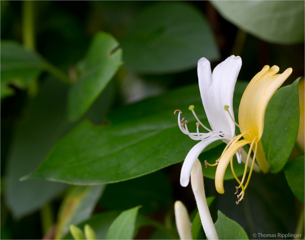 Japanisches Geißblatt (Lonicera japonica)