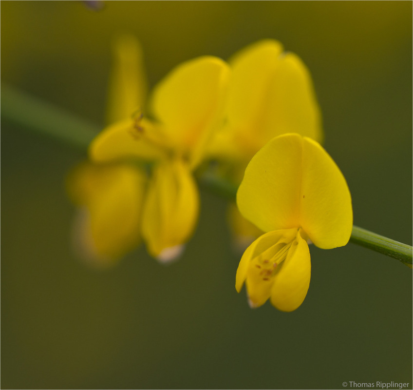 Ätna-Ginster (Genista aetnensis)