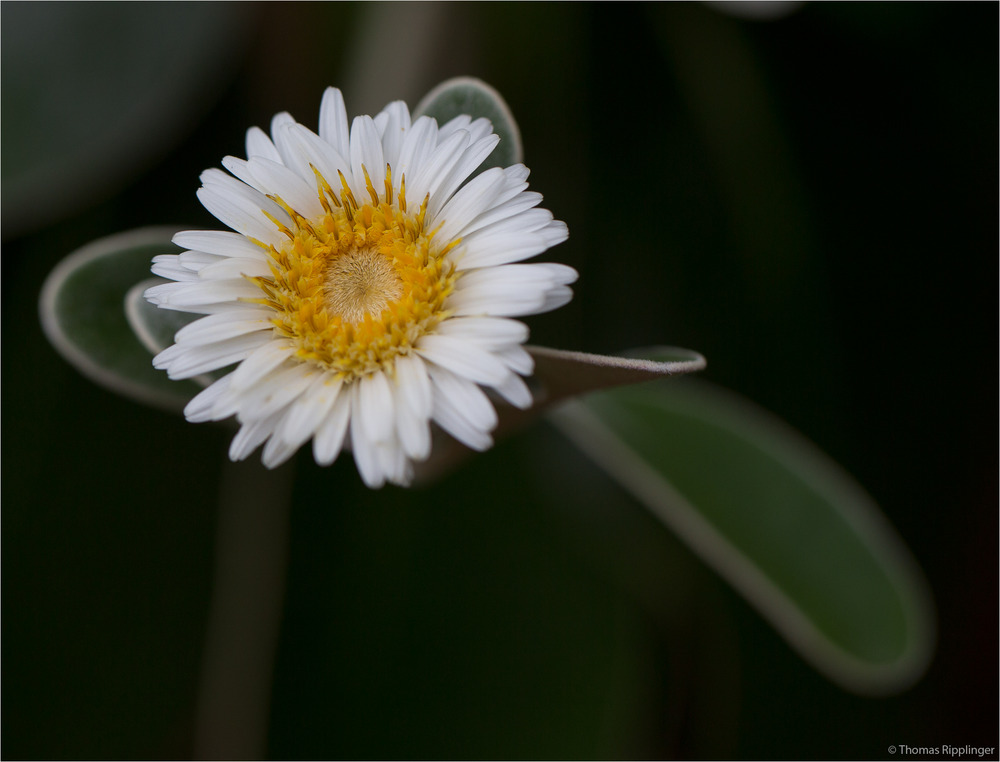 Baumaster (Pachystegia insignis)