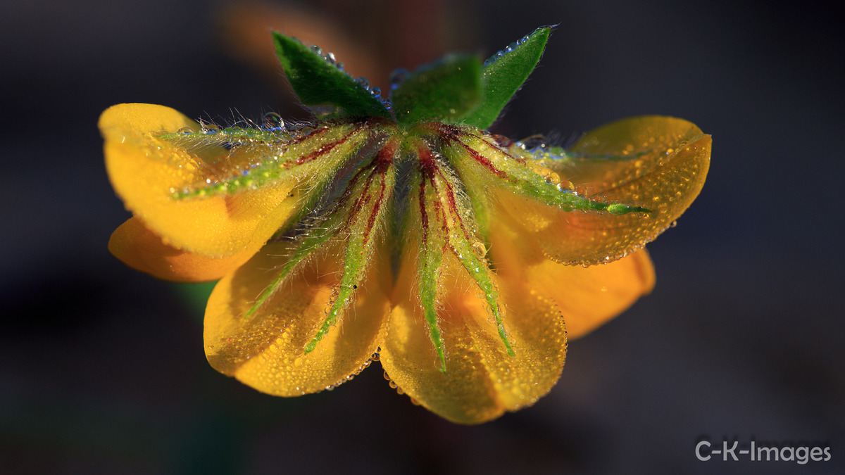 Blüten im Morgentau