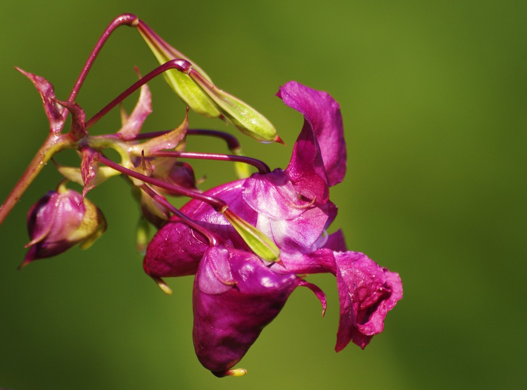 Blüte