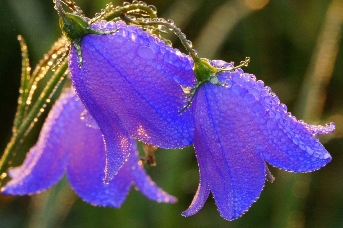 Blümchen 