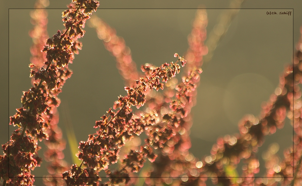 Rot glitzern sie in der Morgensonne