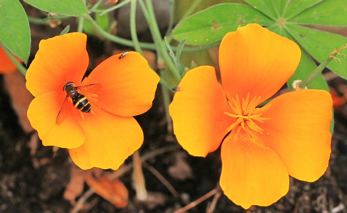 Blume11