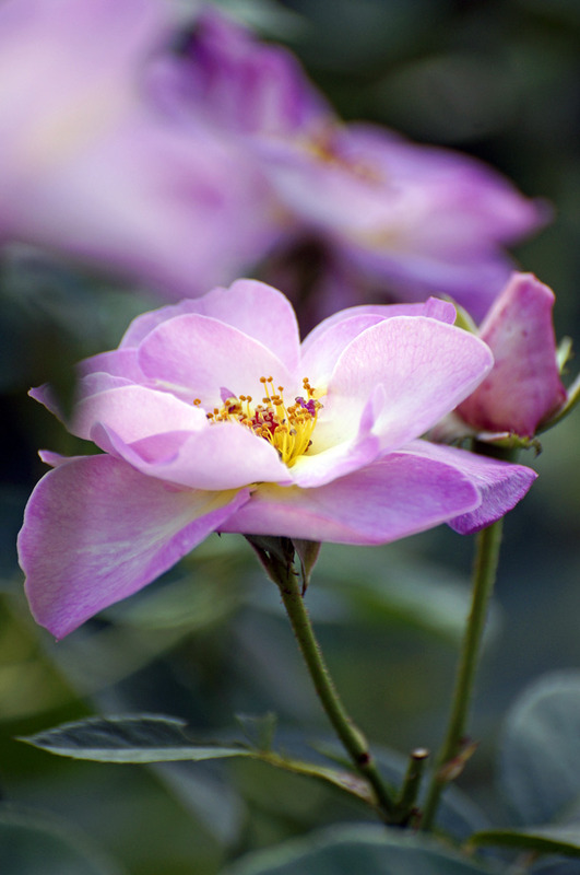 Wilde Rose