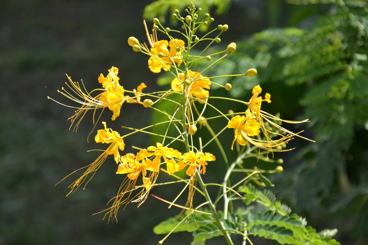 Im botanischen Garten auf San Andrés