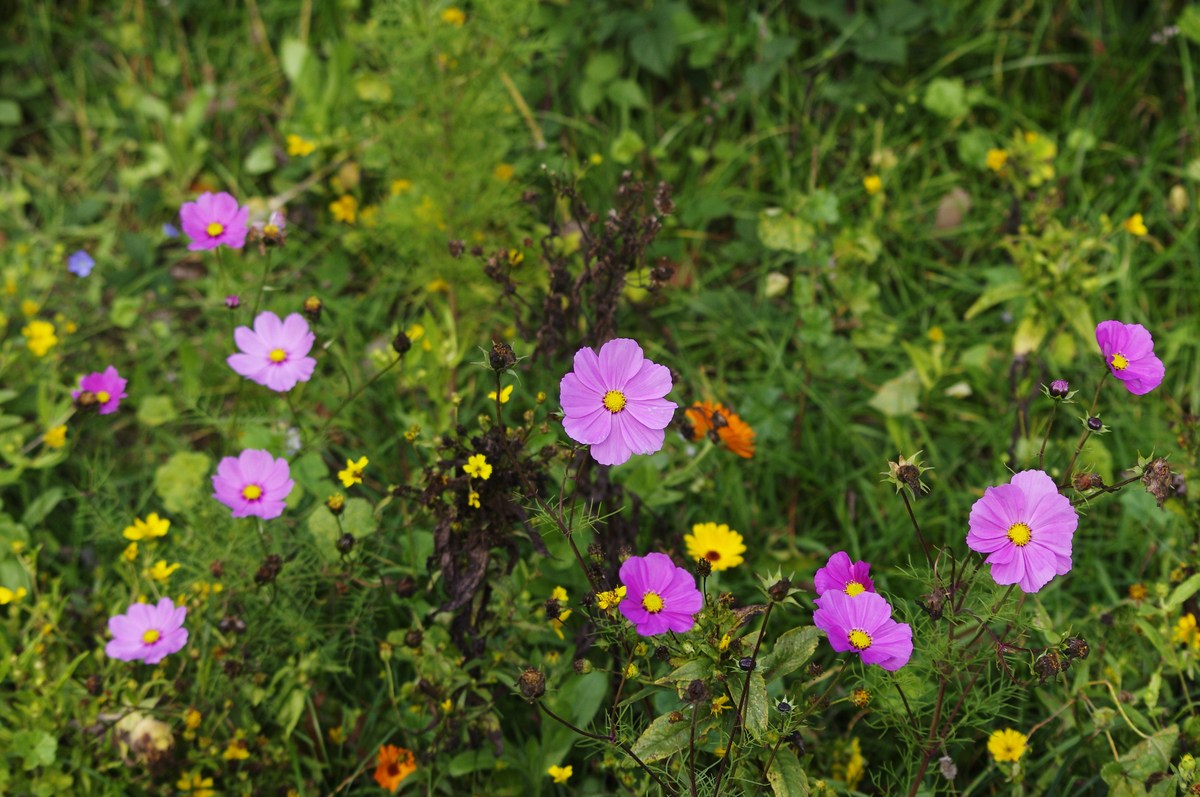 Blüten