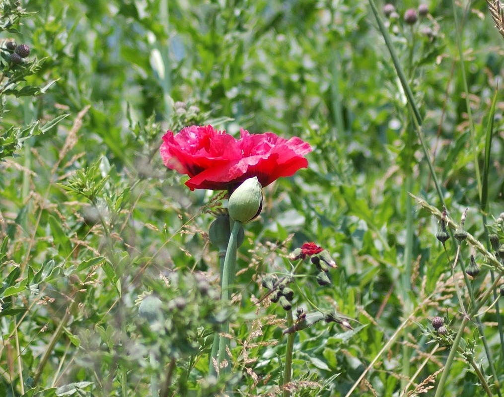 Rot