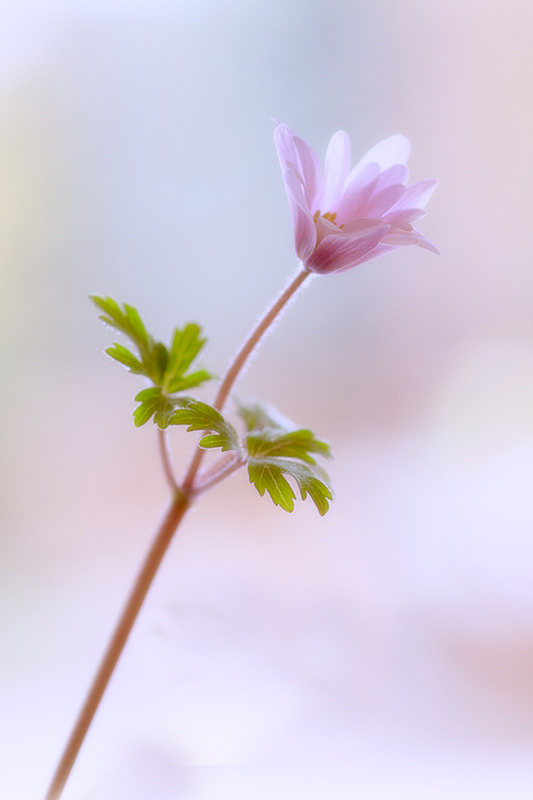 Anemone