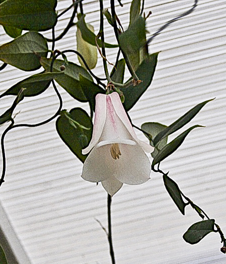 Copihue ( Chiles Land Blume).