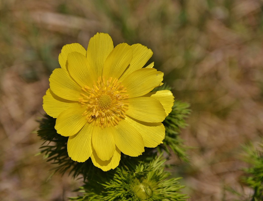 Adonisröschen..............