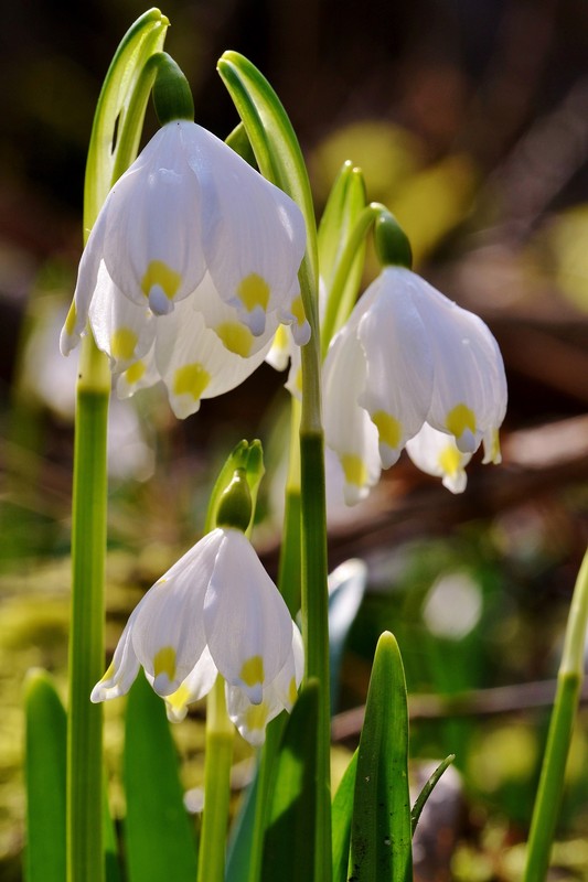 Märzenbecher............