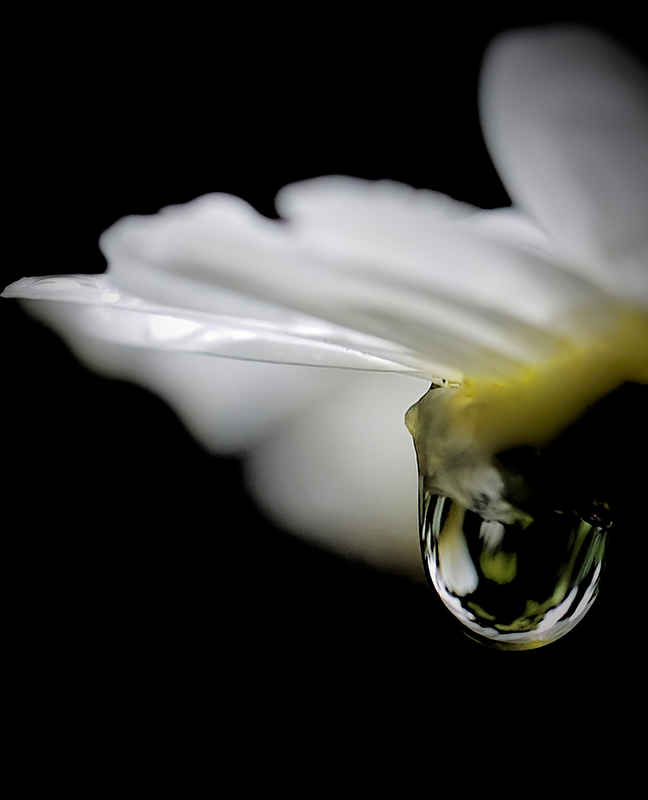 Marguerita's Tears