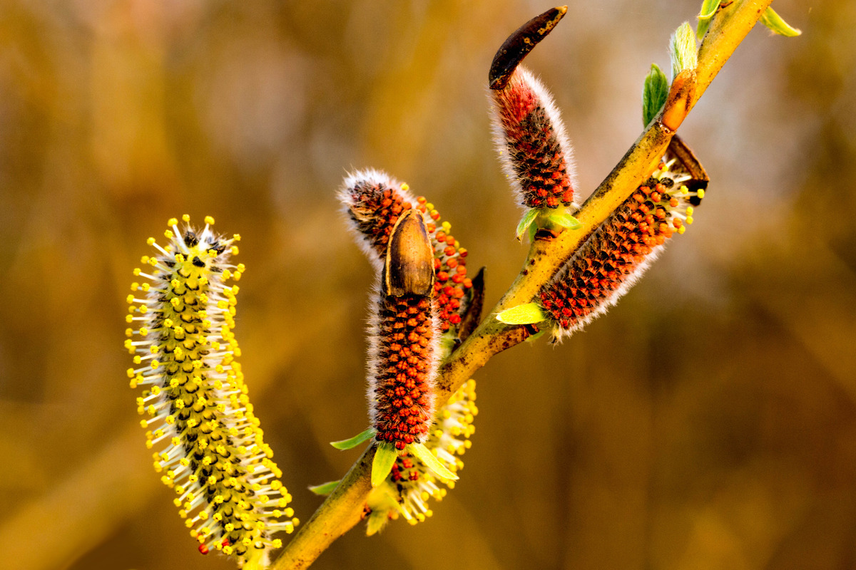Natur Fantasie