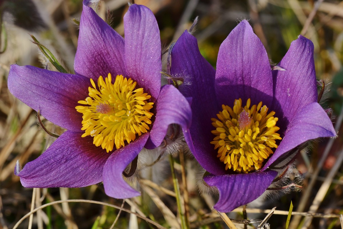  Küchenschellen...............