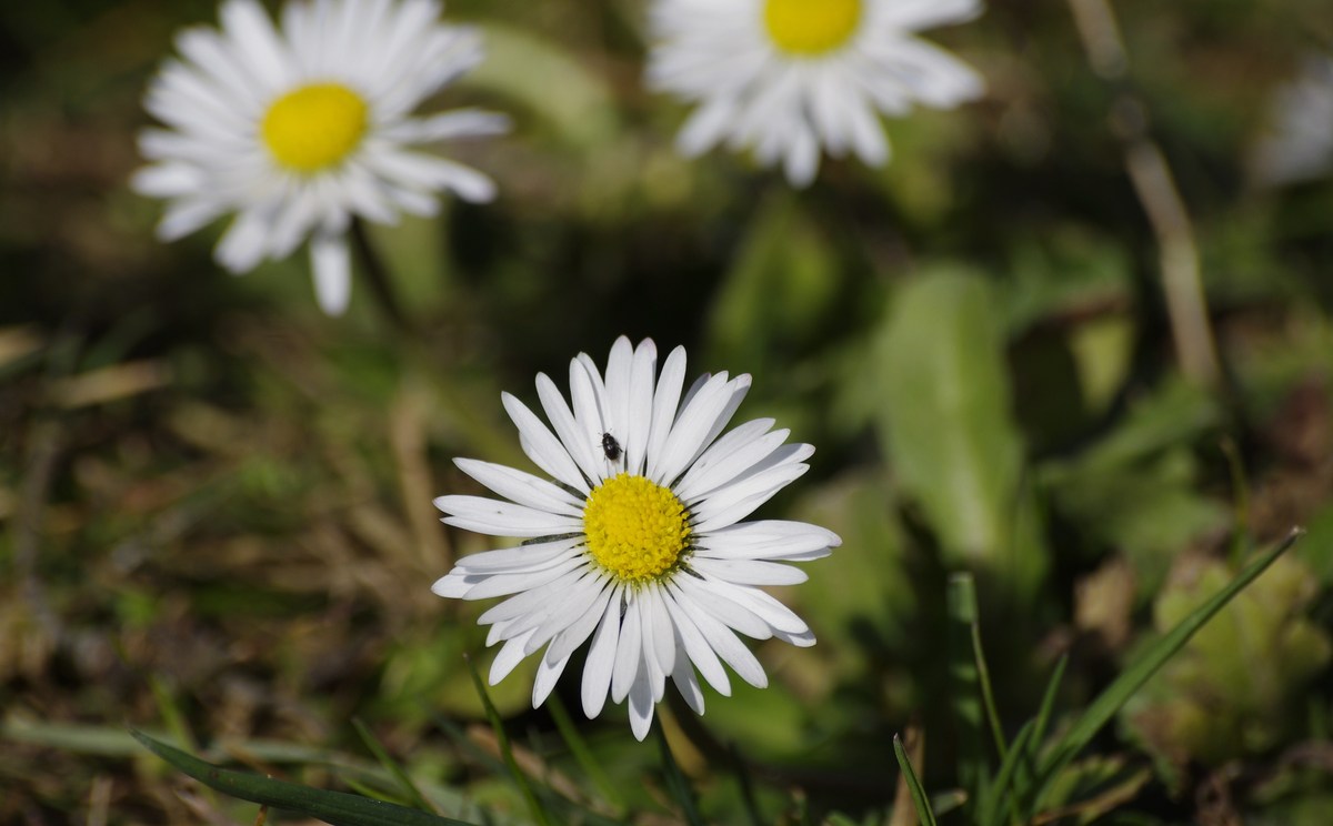 Gänseblümchen